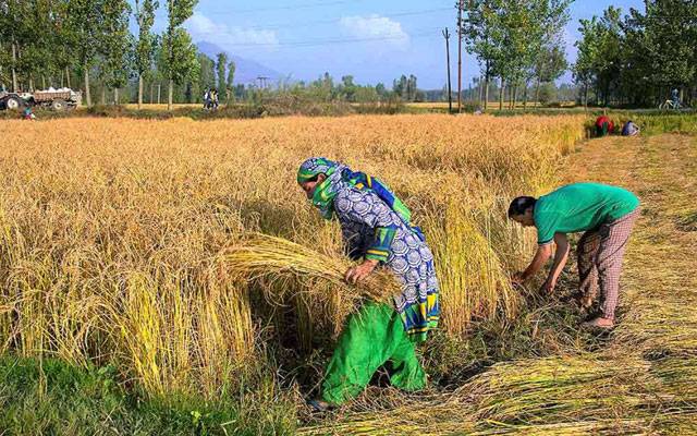 محکمہ زراعت میں فنڈزکی قلت، حکومت کو3ارب روپے کیلئے خط ارسال