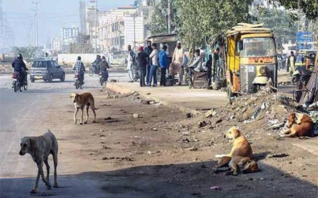 آوارہ کتوں کی بھرمار، مزید 95 لاہوریئے شکار