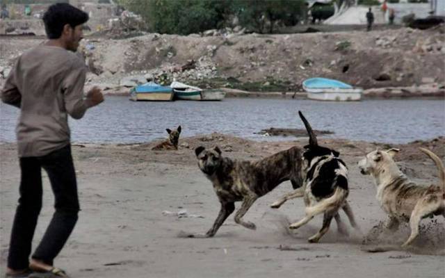  آوارہ کتوں کی دہشت برقرار،مزید107 شہریوں کو کاٹ لیا