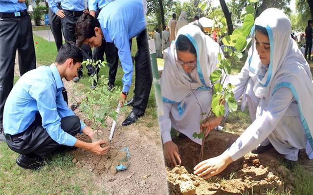 حکومت کی طلبہ کو بڑی پیشکش، درخت لگائیں، نمبر پائیں