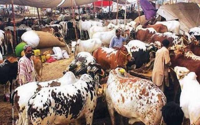 Local Govt Record Auction of cattle markets