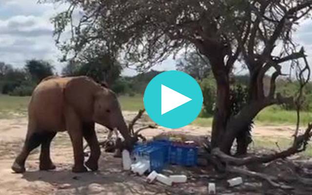 Elephant milk stealing video