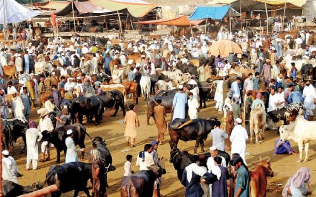 cattle market 