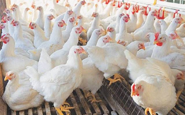 chicken prices decrease