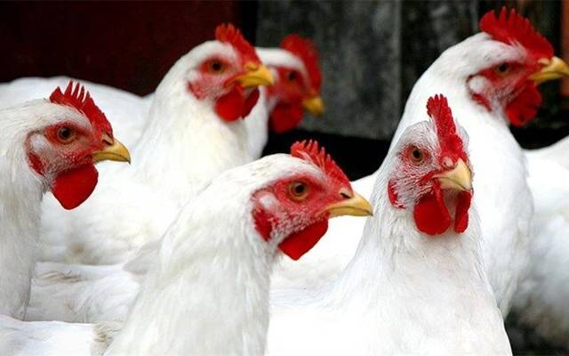  Chicken rates today in market