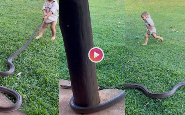 2-year-old handles huge python with ease