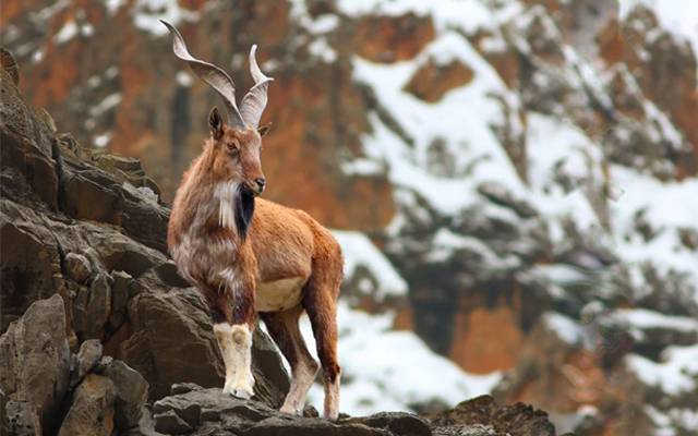 Markhor In Pakistan