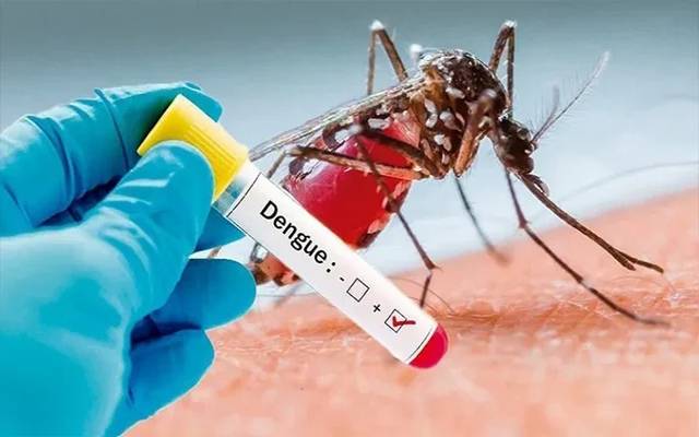 dengue cases in lahore 