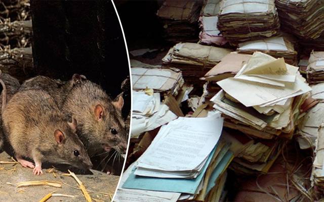 Decision to operate against rats eating students' matriculation