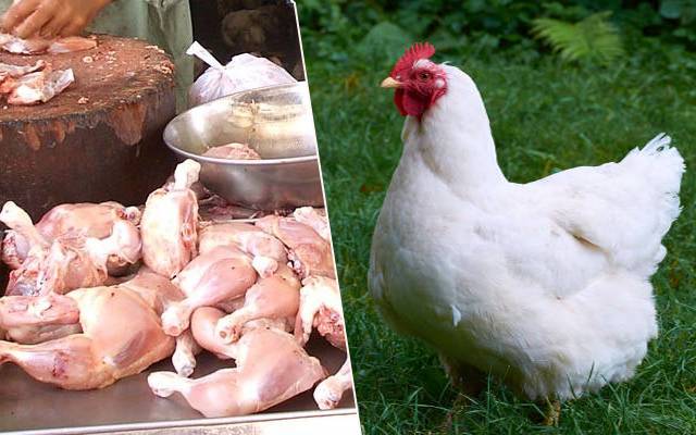 Chicken rates today in market-