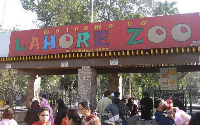 Lahore Zoo Giraffe Died