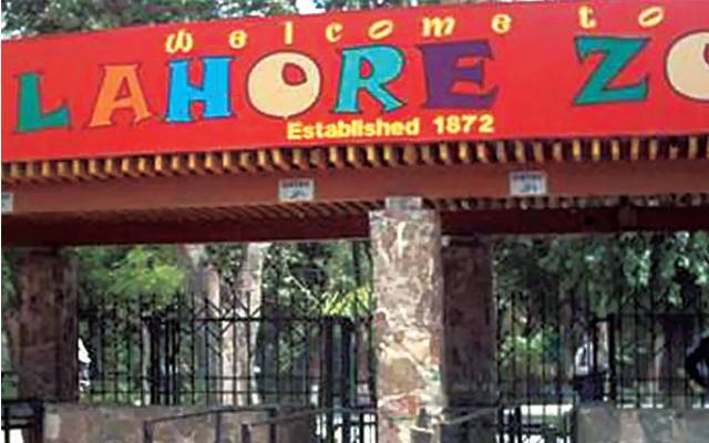 Lahore Zoo,white lion fall ill