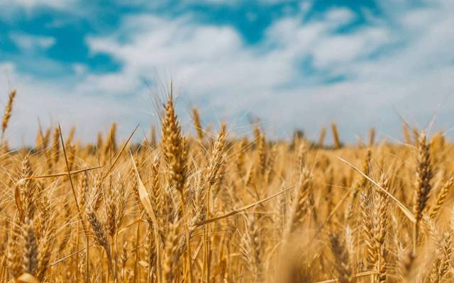 wheat in punjab fields