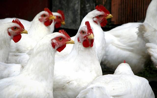  Chicken meat and eggs prices