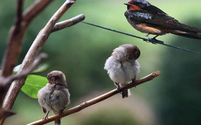 why Birds do not fall during sleep from the tree