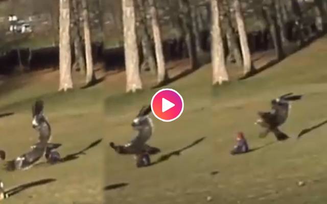 An Eagle snatches baby in a public park