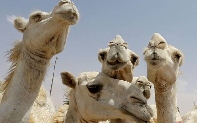 most costly camels