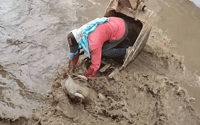 laborer,saved,dog,s life