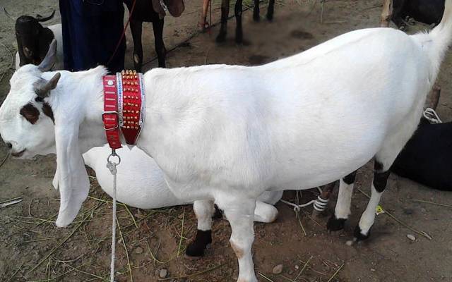 High breed goats for the President of the UAE