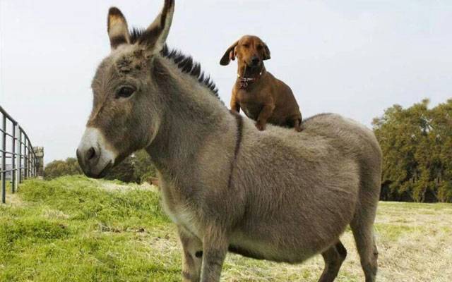 Donkey Import