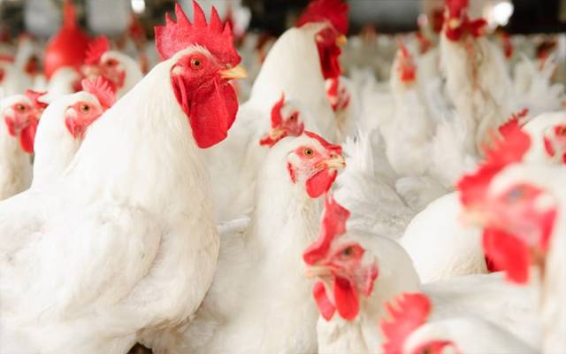 مرغی کے گوشت کی فی کلو قیمت میں 15روپے اضافہ