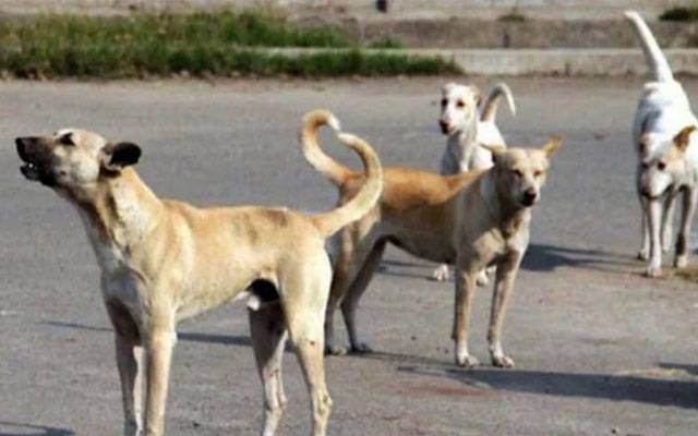  آشیانہ روڈ :آوارہ کتوں سے شہری خوفزدہ ،تلف کرنے کا مطالبہ