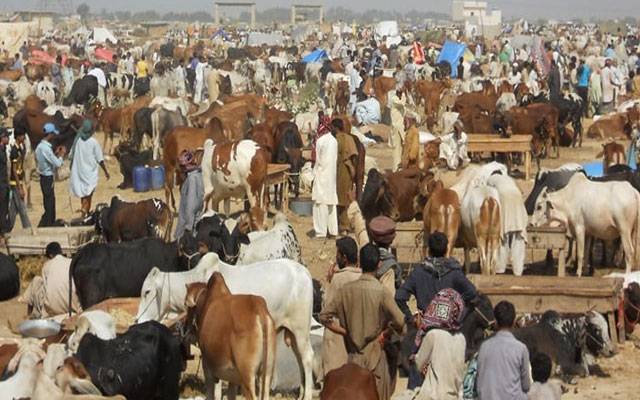 ہیٹ ویو:پی ڈی ایم اے نے مویشی منڈیوں سے متعلق ہدایات جاری کر دیں