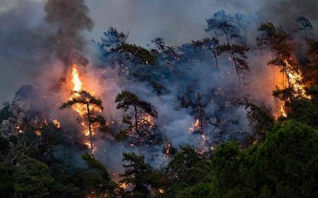 محکمہ جنگلات کی مبینہ غفلت، مری کے جنگل میں ایک بار پھر آگ بھڑک اٹھی