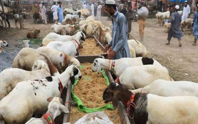 عید الاضحیٰ: انتظامات اور پابندیوں سے متعلق ہدایات جاری