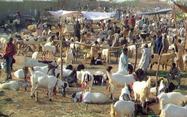  اٹک; مویشی منڈی شہری حدود سے دور، کاہگ کاآنامشکل، بیوپاری بھی پریشان 