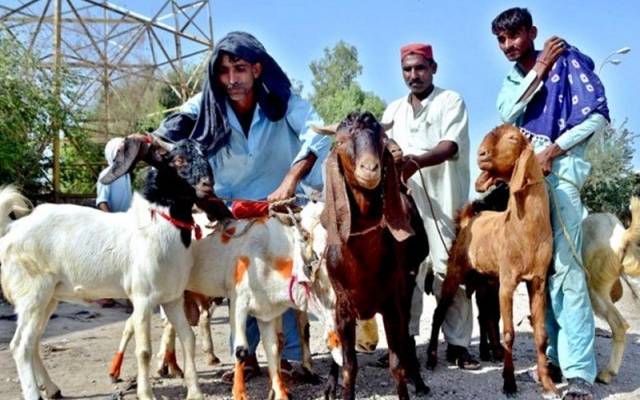 لاہور: 3 روز میں 72 مقامات سے غیر قانونی مویشی منڈیاں ختم کردی گئیں