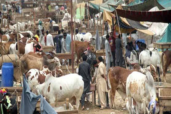  ضلعی انتظامیہ ان ایکشن : 72 مقامات سے غیر قانونی مویشی منڈیاں ختم 