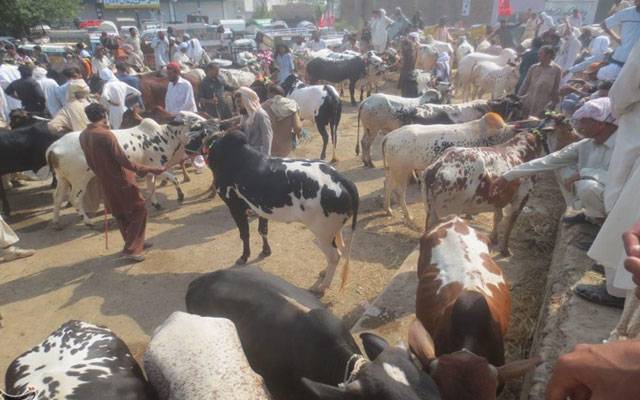 مویشی منڈیوں میں چوری و نوسربازی کے تدارک کے لئے سادہ کپڑوں میں اہلکارتعینات