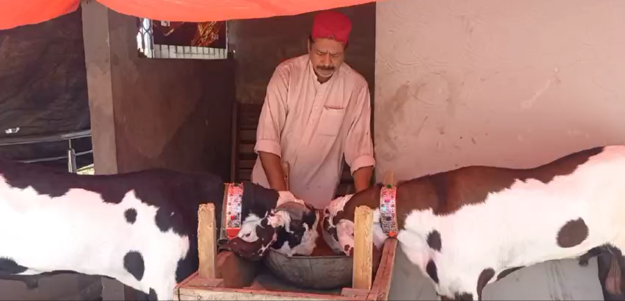 Large goats, Sacrificial goat , City42 , Garhi Shahu Lahore, Lahore Eid 