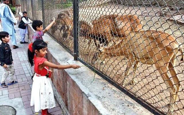  لاہور چڑیا گھر میں عید کے دوسرے روز بھی سیاحوں کی آمد کا سلسلہ جاری 