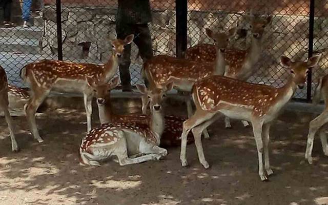لاہور؛ جلو پارک میں لال ہرنوں کے جوڑے کے ہاں نئے مہمان کی آمد