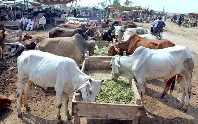 لاہور؛ چور ماہ جون کے دوران 175 مویشی لے اڑے 