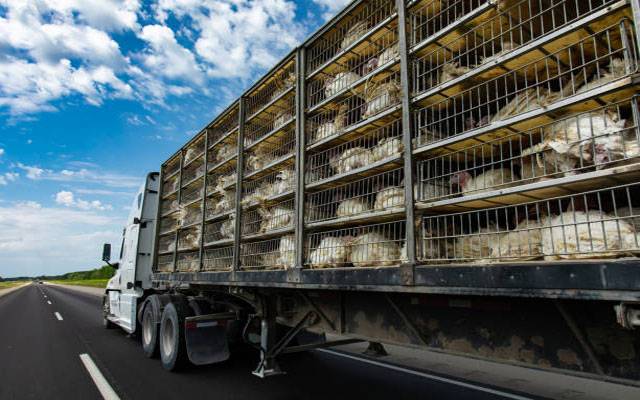 Poultry truck, heavy rain, Poultry, Animal Rights, animal cruelty 