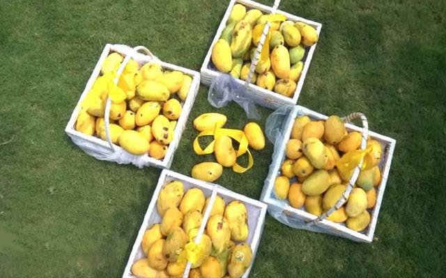 Lahore Mango Festival, city42 