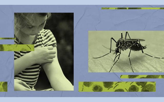 Dengue new research, City42, complexities,