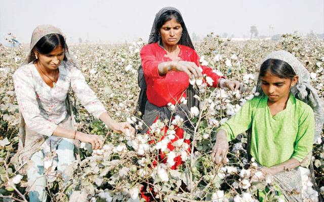 Cotton Yield in Punjab, Cotton growers, Cotton belt in Punjab, city42 