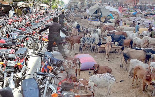 لاہور؛ 9 ماہ کے دوران مویشی اور سائیکل چوری کی وارداتوں میں خوفناک اضافہ 