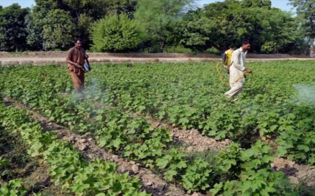 سندھ میں فصلوں کا بیمہ پروگرام شروع کرنے کا فیصلہ