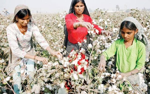 Cotton yield declined , Cotton Jining industry, cotton policy 