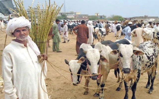 Animal Mandi, Punjab Government Notification, City42, Eid Aladha, 