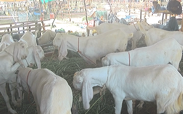 Sagyan Cattle Market, Traffic Jam, City42 , Lahore Eid, 