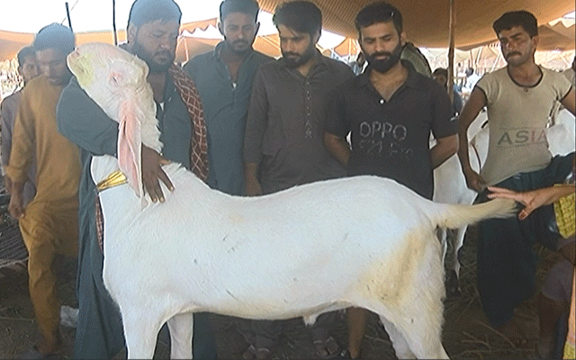 شیرِ پنجاب، سگیاں مویشی منڈی، Eid al Adha, Lahore Eid, Sacrificial animal, City42 